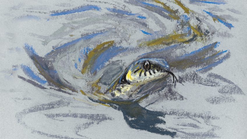 Rencontre au bord de l’eau avec la couleuvre - La Salamandre dessin rivière