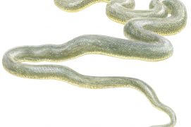 Couleuvre d'Esculape / © Jean Chevallier