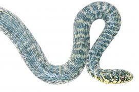 Couleuvre verte et jaune / © Jean Chevallier