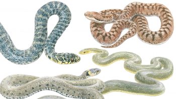 Couleuvre verte et jaune, vipère aspic, couleuvre d'Esculape et couleuvre à collier. 