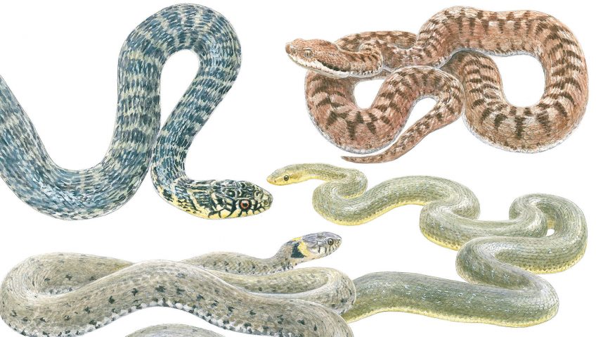 Désenclaver les couleuvres - La Salamandre dessin