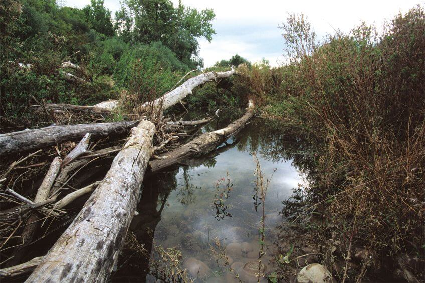 Dans les zones alluviales, les amoncellements de végétaux déposés par les crues offrent d’excellents sites de ponte pour la couleuvre
à collier. Maternité de campagne pour la couleuvre - La Salamandre