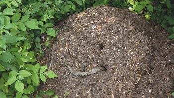 Début juillet en milieu d’après-midi : une couleuvre à collier s’enfonce lentement dans un 
tas de compost pour y déposer ses œufs. La présence de plusieurs trous indique que d’autres 
femelles ont déjà pondu.