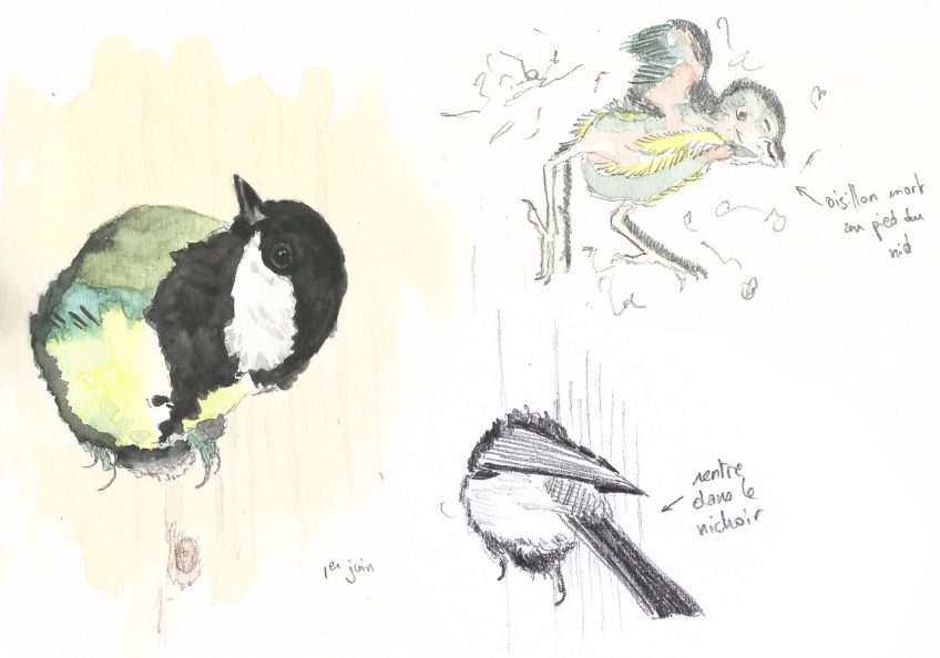 Un demi milliard de mésanges - La Salamandre