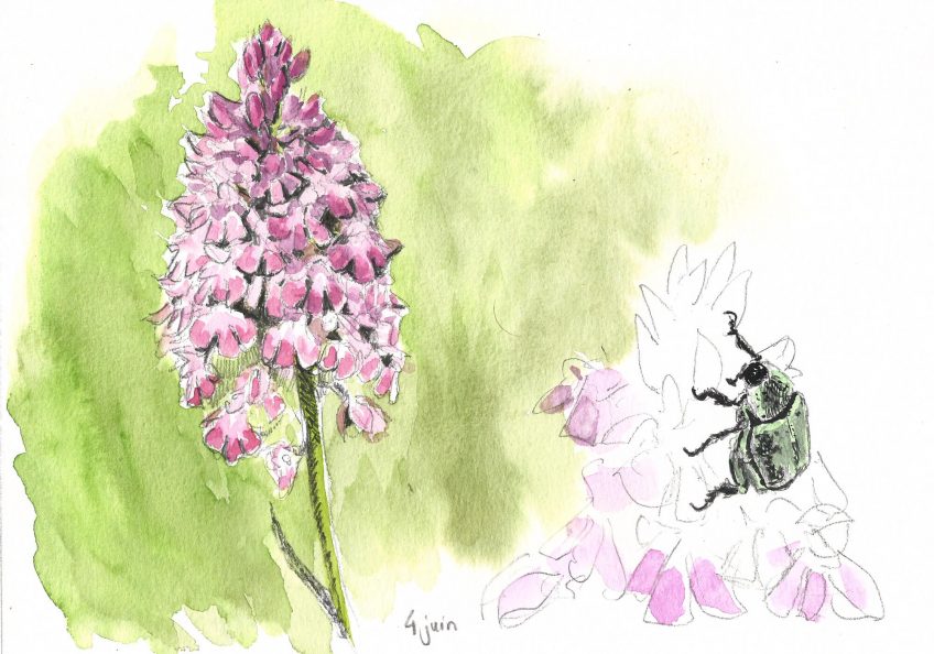 En route vers l'orchidée pyramide