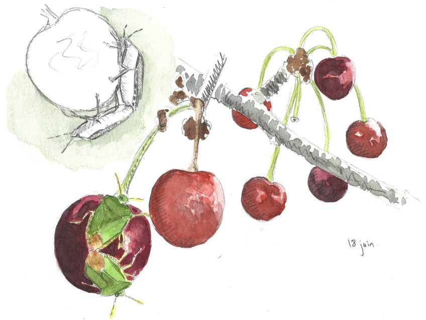 Le temps des cerises et des punaises - La Salamandre