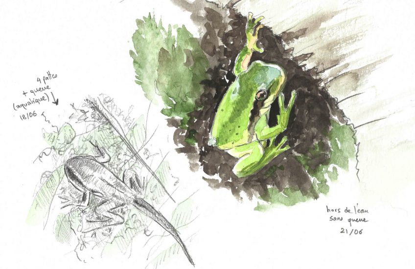 L'arène de la rainette - La Salamandre