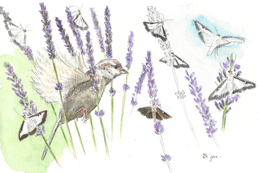 De la pyrale comme casse-dalle - La Salamandre