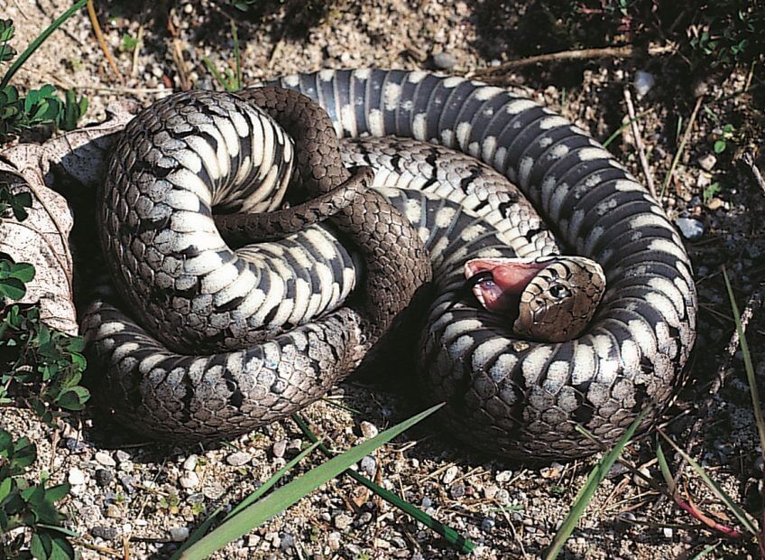 La couleuvre, reine du bluff - La Salamandre