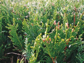 FAUX. Le thuya est toxique pour le hérisson.  8 règles d’or pour un jardin à hérisson - La Salamandre