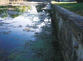 FAUX. Les rives abruptes ne conviennent pas aux hérissons.  8 règles d’or pour un jardin à hérisson - La Salamandre