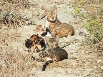 Des chats harets, chats domestiques redevenus sauvages Immense clôture contre les chats en Australie - La Salamandre