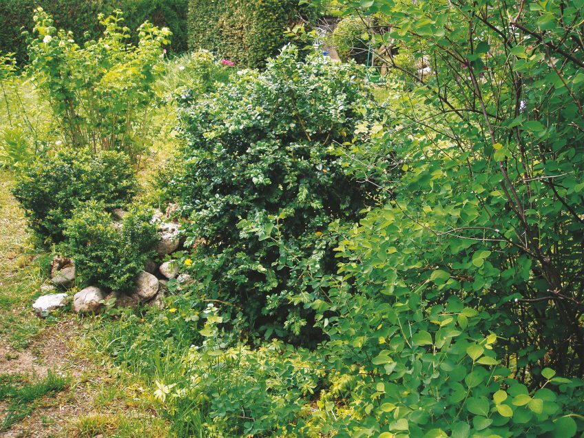 JUSTE. Le hérisson a besoin de buissons dans lesquels se réfugier.  8 règles d’or pour un jardin à hérisson - La Salamandre