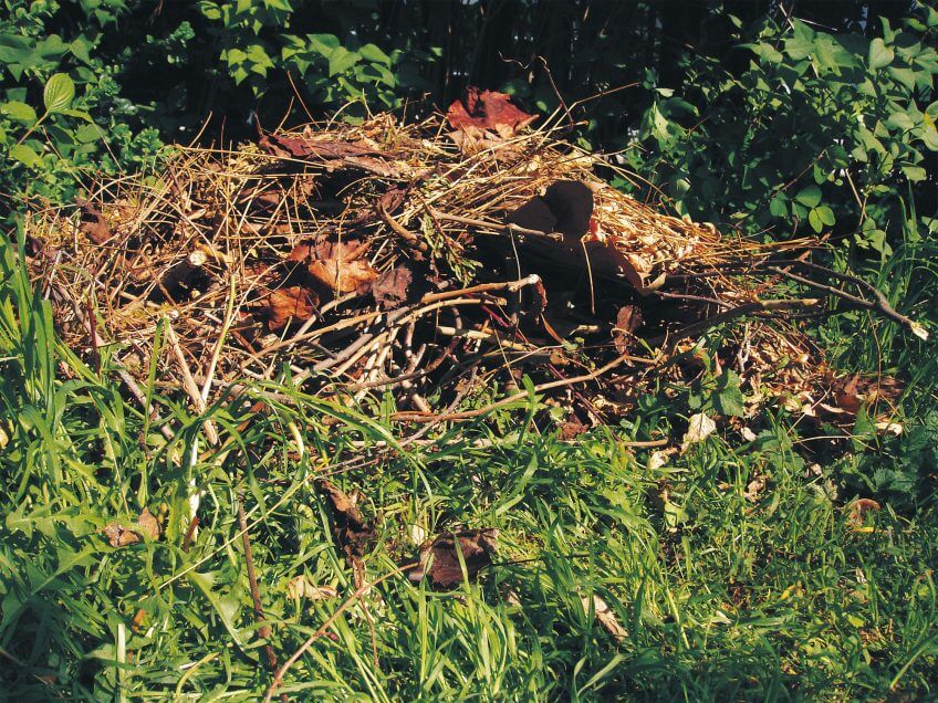 JUSTE. Les tas de feuilles mortes font le bonheur du hérisson.  8 règles d’or pour un jardin à hérisson - La Salamandre