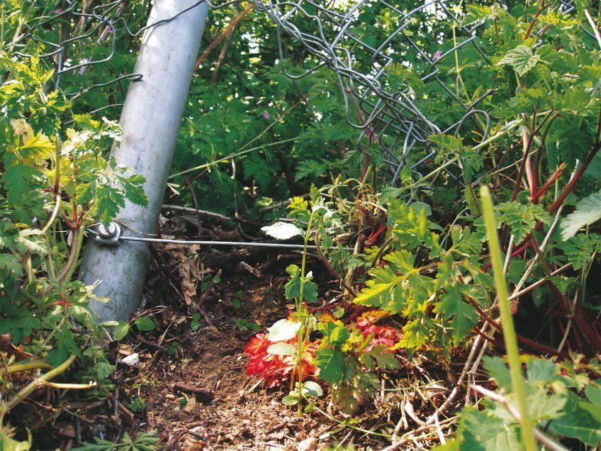 JUSTE. Mieux vaut aménager des passages dans les clotûres pour le passage des hérissons.  8 règles d’or pour un jardin à hérisson - La Salamandre
