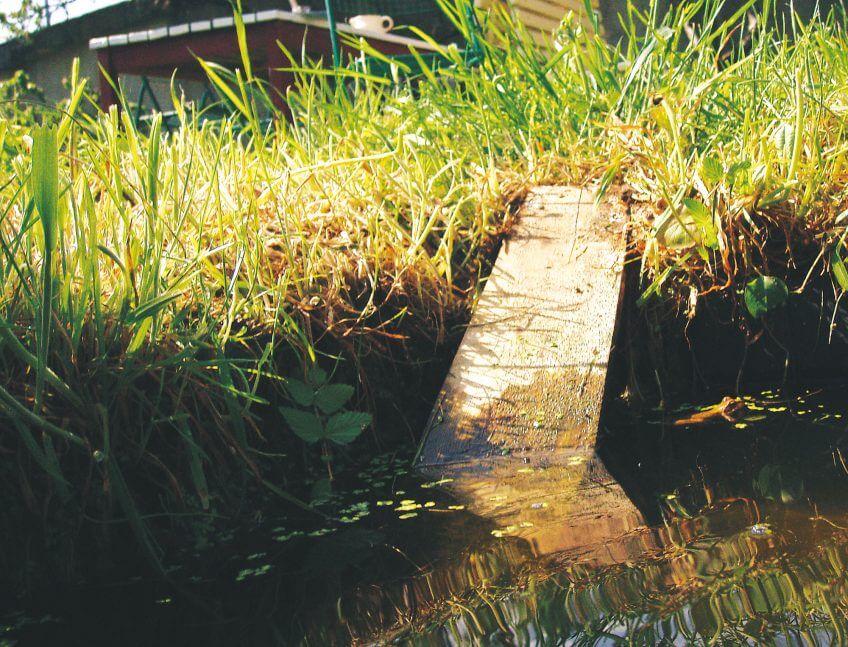JUSTE. Une planchette évitera les noyades.  8 règles d’or pour un jardin à hérisson - La Salamandre