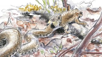 L’amphibien est généralement capturé par une patte arrière. Il est avalé petit à petit grâce à des mouvements de mâchoire. Puis il est poussé lentement vers l’estomac par la musculature du cou. La digestion prend 3 à
4 jours. L’amphibien est généralement capturé par une patte arrière. Il est avalé petit à petit grâce à des mouvements de mâchoire. Puis il est poussé lentement vers l’estomac par la musculature du cou. La digestion prend 3 à
4 jours.