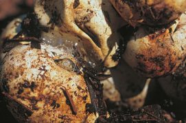 Le couleuvreau fend la coquille grâce à une dent située sur l’avant de sa mâchoire supérieure.  / © Benoît Renevey