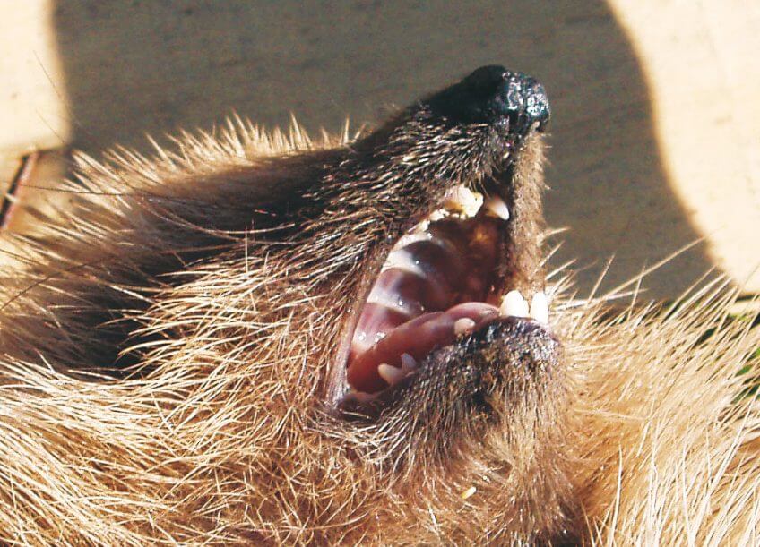 Le hérisson croque volontiers les limaces du jardin.  8 règles d’or pour un jardin à hérisson - La Salamandre