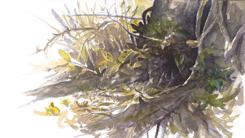 La délicate hibernation du hérisson - La Salamandre