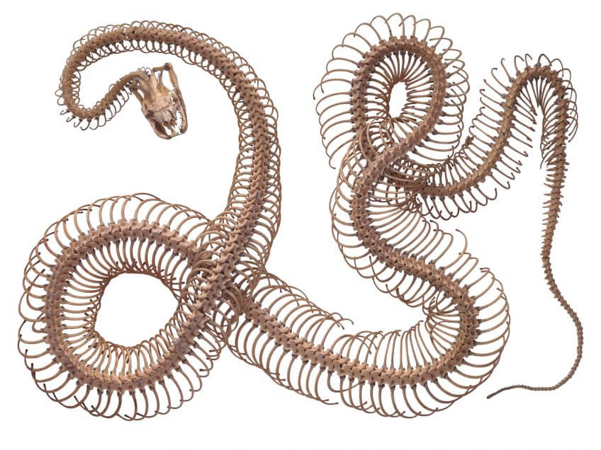 Anatomie de la couleuvre à collier - La Salamandre squelette