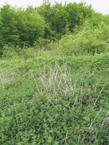 L’énigme de la grande plaine aux couleuvres - La Salamandre