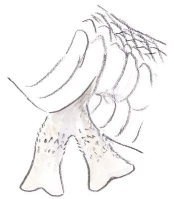 Les organes copulateurs de serpent sont doubles. Club de rencontres pour couleuvre ? - La Salamandre hémipénis anatomie serpent