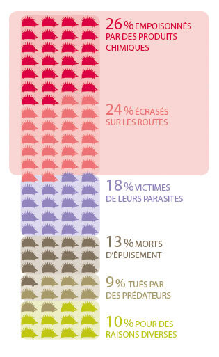 Massacre… et coups de pouce pour le hérisson - La Salamandre
