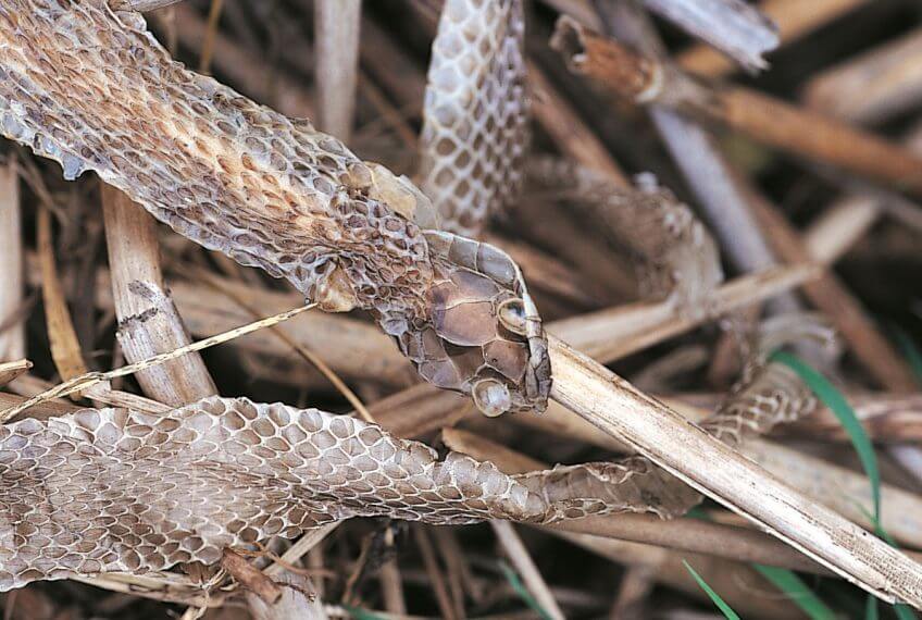 La couleuvre, reine du bluff - La Salamandre