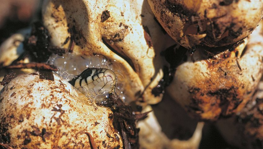 Maternité de campagne pour la couleuvre - La Salamandre