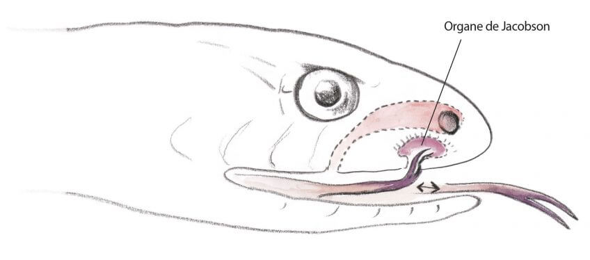 Organe de Jacobson La couleuvre à collier, côté appétit - La Salamandre dessin