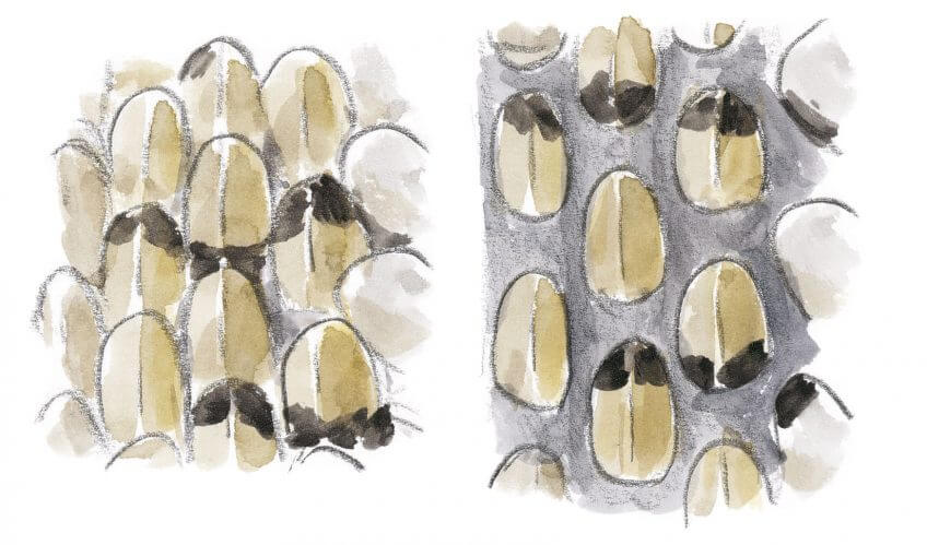 Anatomie de la couleuvre à collier - La Salamandre dessin écaille