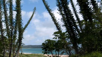 Les pins colonnaires sont originaires de Nouvelle-Calédonie.