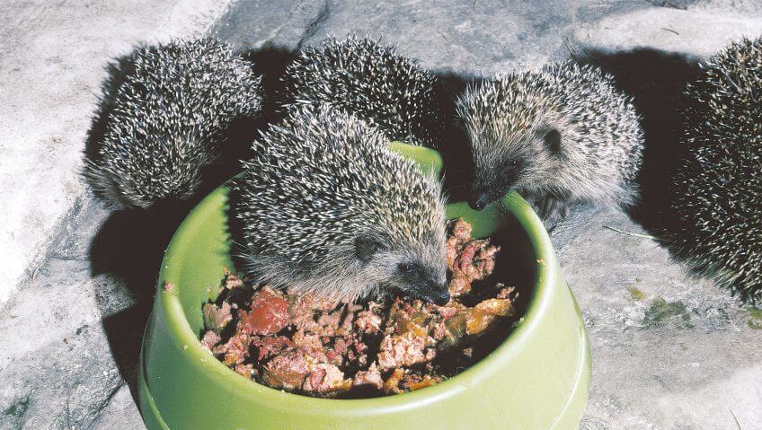 Quand la nourriture pour chat et chien va aux hérissons.  Massacre… et coups de pouce pour le hérisson - La Salamandre