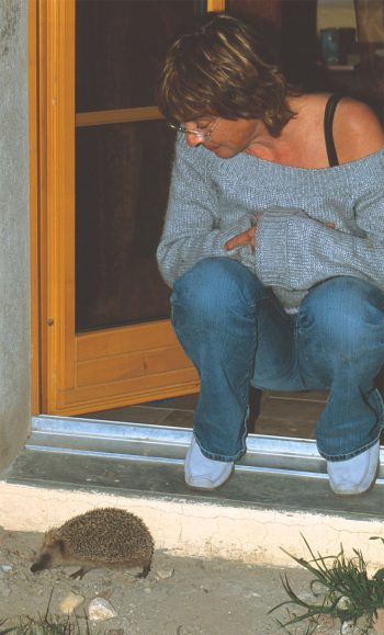 Un hérisson au pas de la porte.  Massacre… et coups de pouce pour le hérisson - La Salamandre