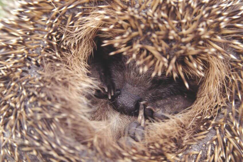 Un hérisson en boule mais pas endormi La délicate hibernation du hérisson - La Salamandre