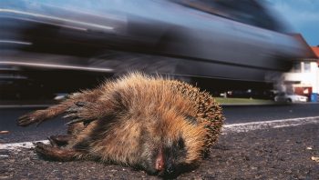 Un hérisson, victime des routes.  Un hérisson, victime des routes.