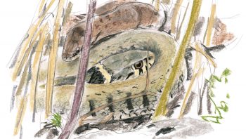 Une couleuvre à collier et une 
coronelle lisse (autre couleuvre inoffensive) prennent un bain de soleil. Pratique nécessaire après l’hivernage pour que leur métabolisme retrouve une activité ­normale.