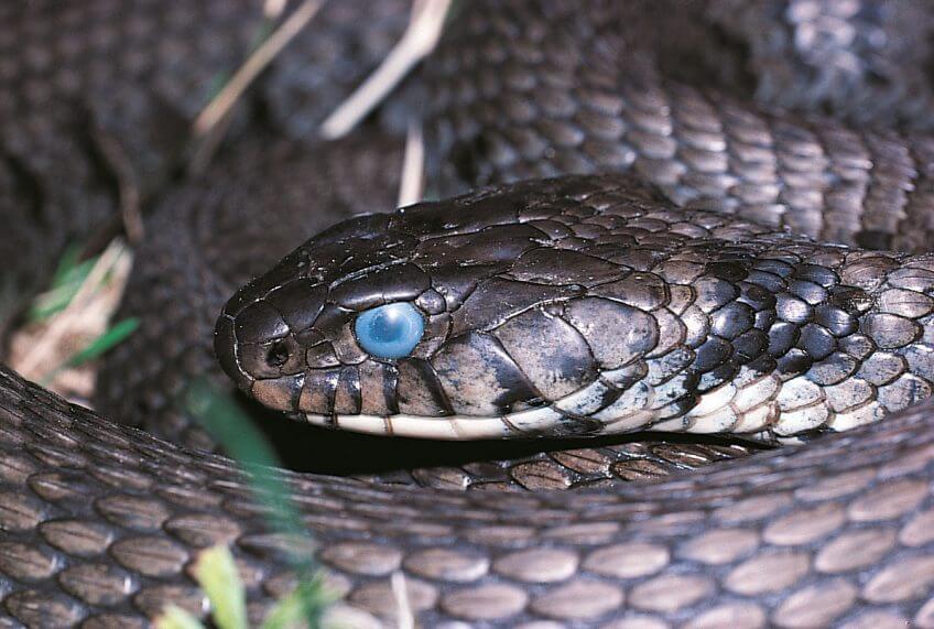 La couleuvre, reine du bluff - La Salamandre