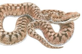 Vipère aspic / © Jean Chevallier