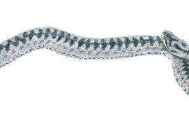 Vipère péliade / © Jean Chevallier