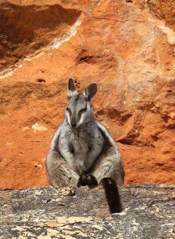 Wallaby des rochers / © Patrick Kavanagh