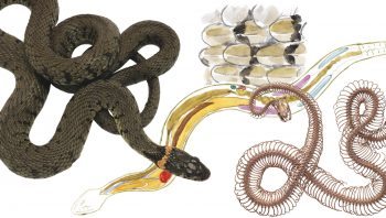 Zoom sur l'anatomie de la couleuvre à collier