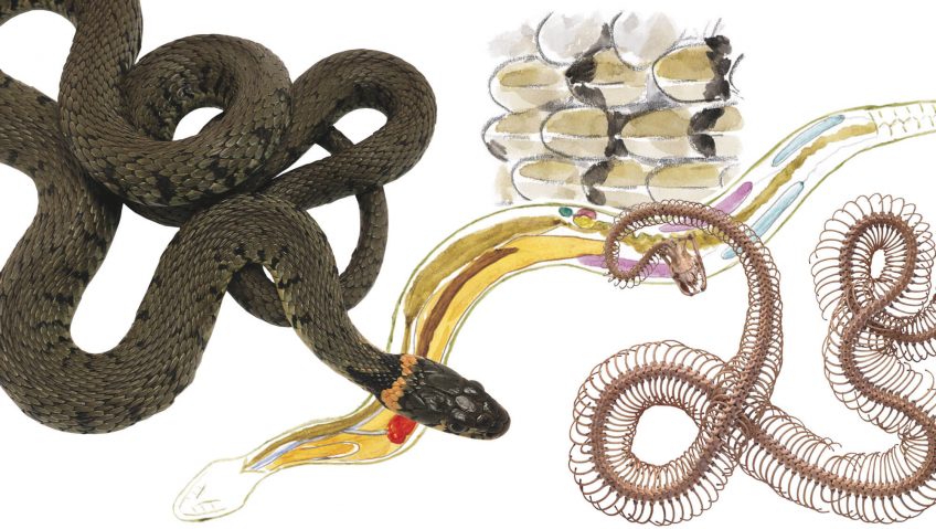Anatomie de la couleuvre à collier - La Salamandre