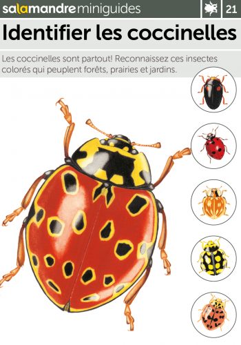 Identifier les coccinelles