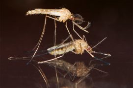 1 - La femelle Culex pipiens s'accouple une seule fois. On reconnaît le mâle non piqueur à ses antennes plumeuses. / © Gilbert Hayoz