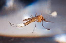 2 - Après au minimum un repas sanguin, la femelle pond entre 20 et 200 œufs. / © Gilbert Hayoz