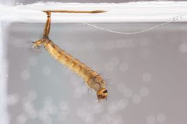 4 - La larve respire l'air avec un siphon anal. Elle se nourrit en filtrant les particules en suspension. / © Gilbert Hayoz