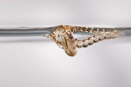 7 - Peu avant la mue, la nymphe se gonfle d'air et devient cristalline. / © Gilbert Hayoz