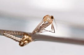 8 - Miracle ! Le fourreau se déchire et l'insecte parfait émerge à la surface de l'eau. / © Gilbert Hayoz